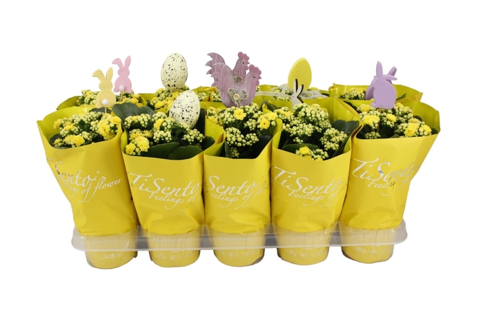 <h4>KAL GE PERFECTA YELL</h4>