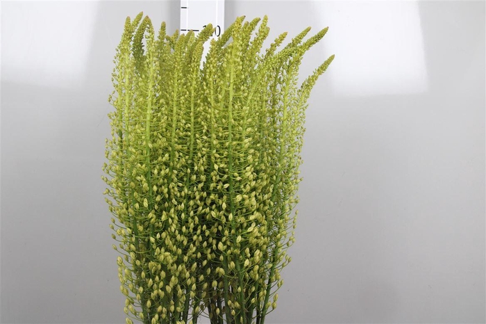 <h4>Eremurus Sh Yell Sun</h4>