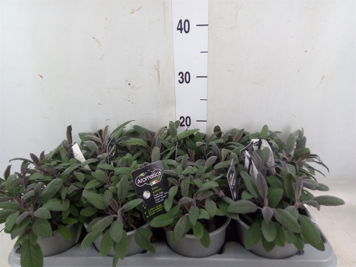 <h4>Salvia officinalis 'Purpurascens'</h4>