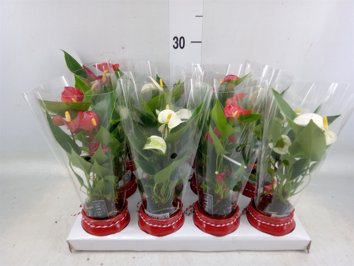 <h4>Anthurium andr.   ...</h4>