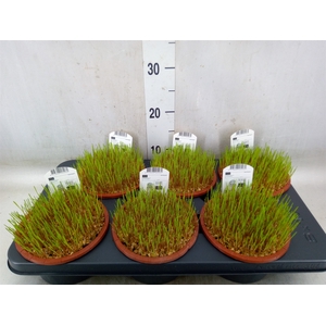 Hordeum sp.   ...kattegras zaai