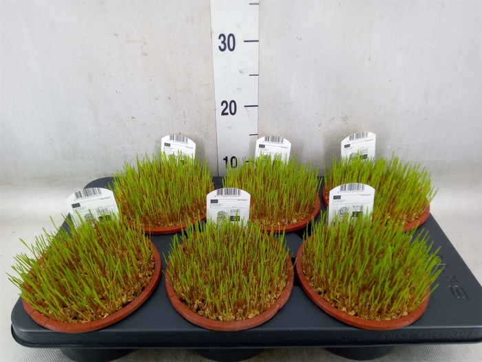 <h4>Hordeum sp.   ...kattegras zaai</h4>