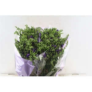 Fr En Mercurius Blue