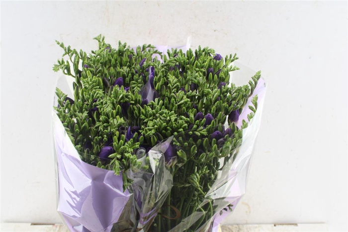 <h4>Fr En Mercurius Blue</h4>