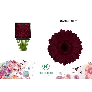 GE MI DARK NIGHT DIA KAART x20
