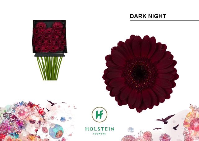 <h4>GE MI DARK NIGHT DIA KAART x20</h4>
