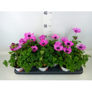 Anemone cor. 'Harmony Orchid'