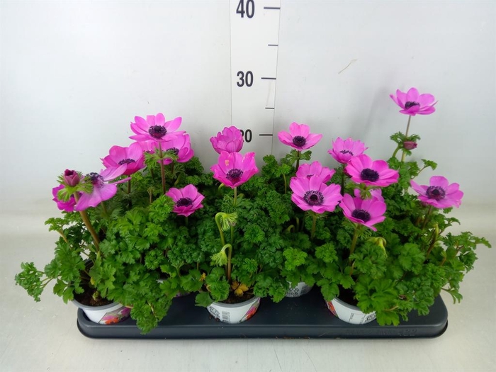 <h4>Anemone cor. 'Harmony Orchid'</h4>