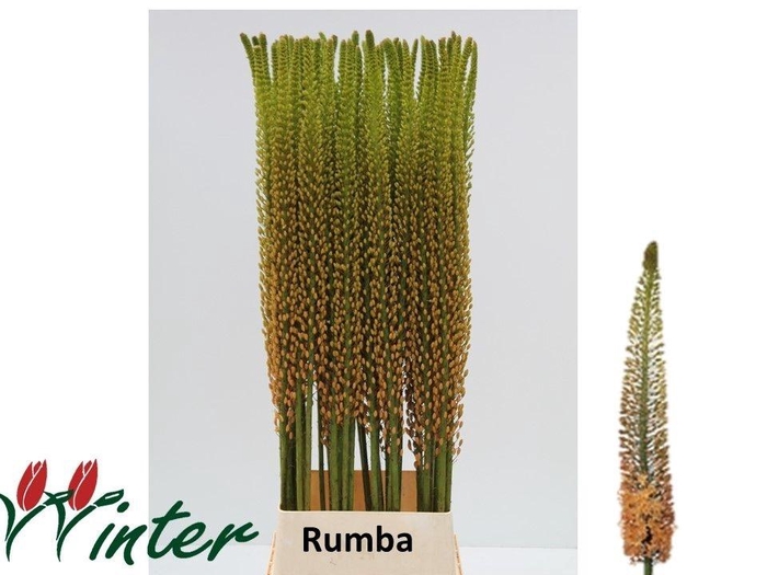 <h4>Eremurus Rumba</h4>