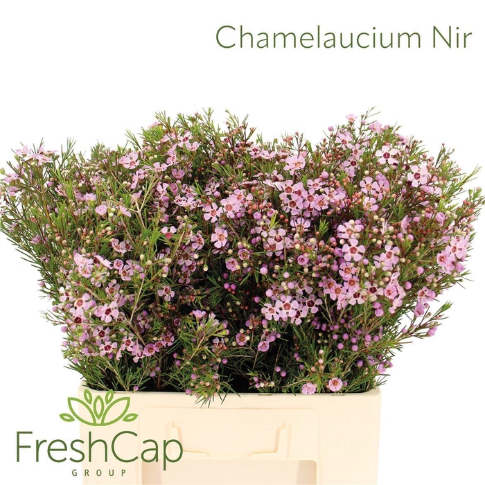 <h4>CHAME UN EARLY NIR</h4>