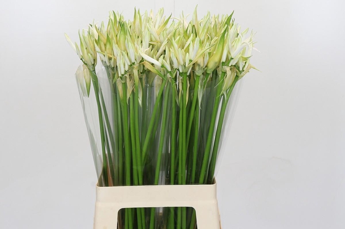 <h4>Nerine Like A Virgin</h4>