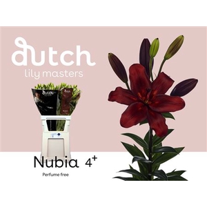 LI LA NUBIA 4