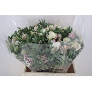 Anem Mistral Super White Salmon