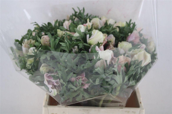 <h4>Anem Mistral Super White Salmon</h4>