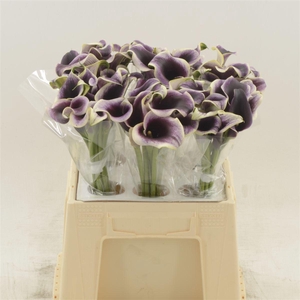 Calla Dubai Night