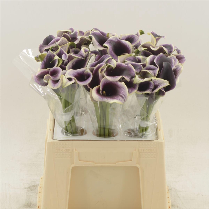 <h4>Calla Dubai Night</h4>