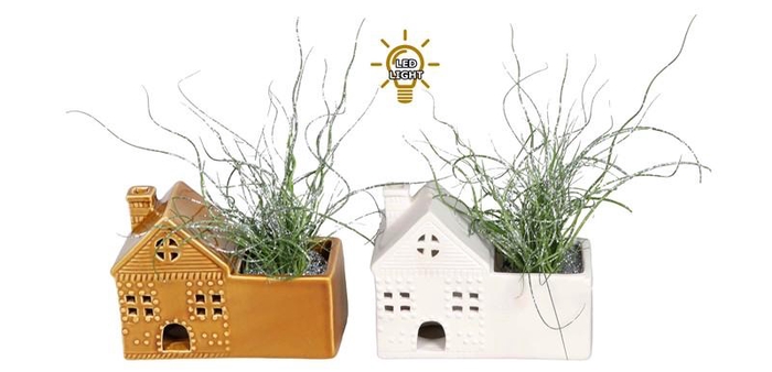 <h4>JUNCUS SPIRALLIS</h4>