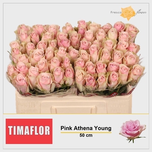 R GR PINK ATHENA