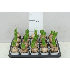 Hyacinthus White Pearl 1pp