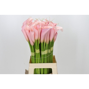 Zantedeschia Eydolls Pink