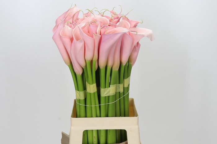 <h4>Zantedeschia Eydolls Pink</h4>