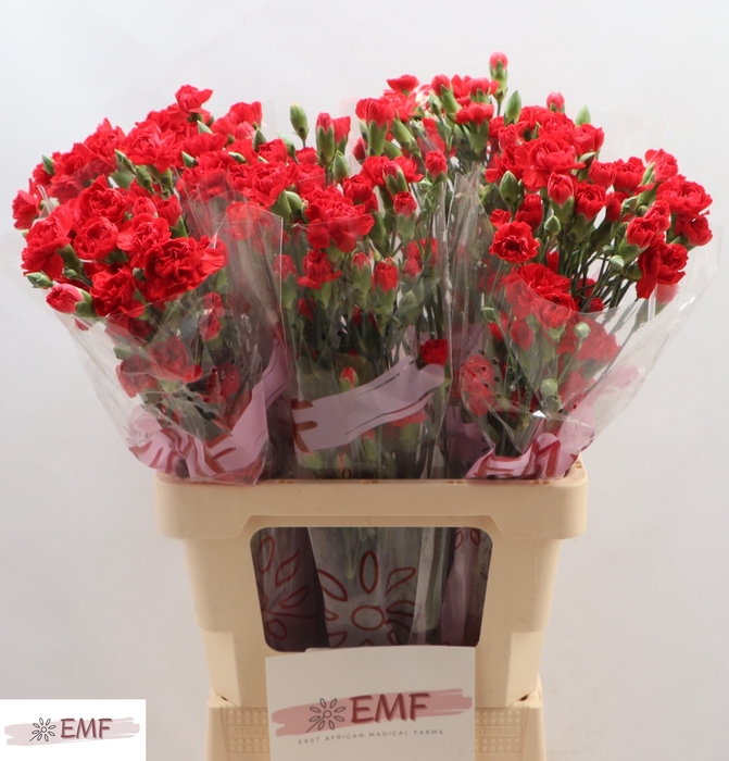 <h4>Di Tr Red Kiss</h4>