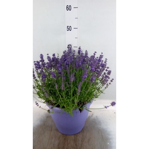 Lavandula angus. 'Essence Pure'