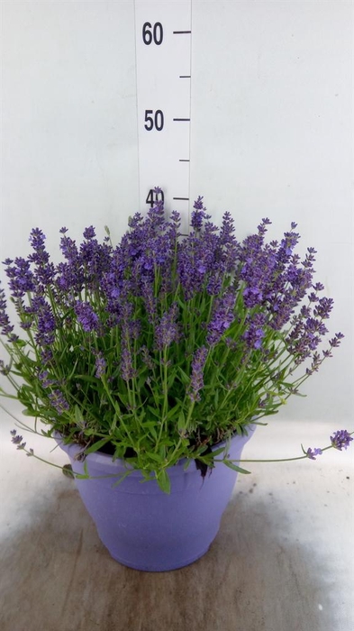<h4>Lavandula angus. 'Essence Pure'</h4>