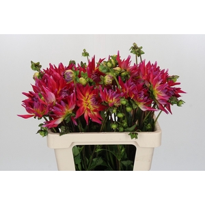 Dahlia Electric Flash