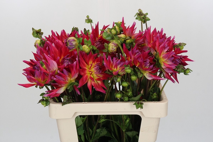 Dahlia Electric Flash