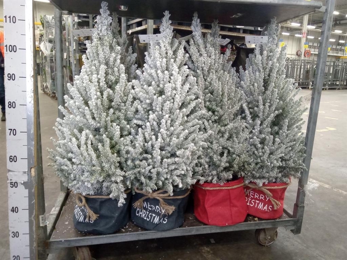 <h4>Picea glauca 'December'</h4>