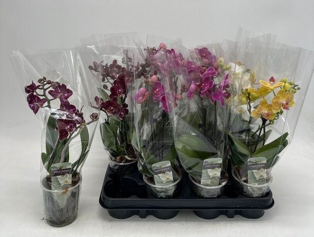 Phal Gem