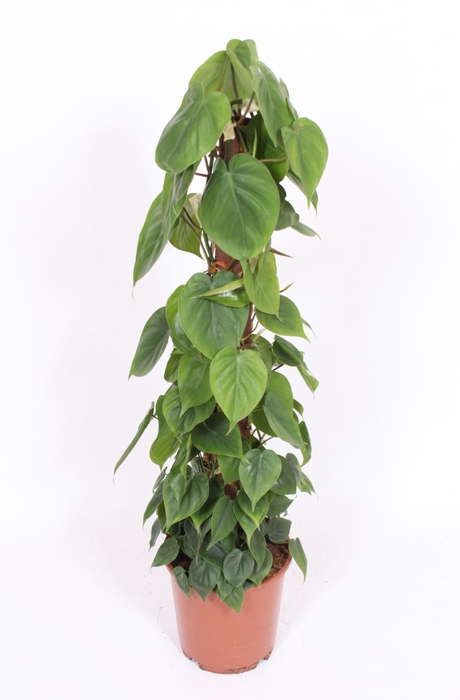 <h4>Philodendron scandens</h4>