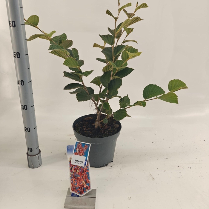 <h4>Hamamelis x intermedia Ruby Glow</h4>