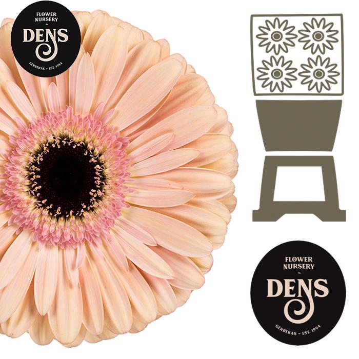 <h4>Gerbera Alliance Diamond</h4>