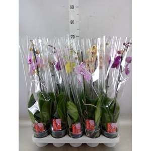 Phalaenopsis   ...mix