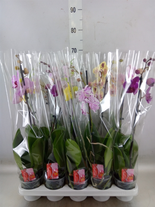 <h4>Phalaenopsis   ...mix</h4>