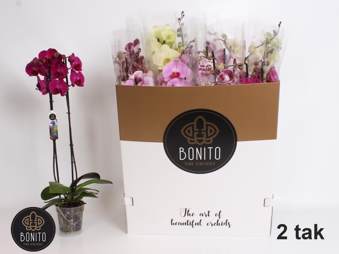 <h4>PHAL GEM 7 KL</h4>