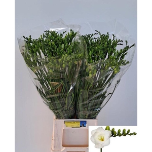 Freesia du Versailles