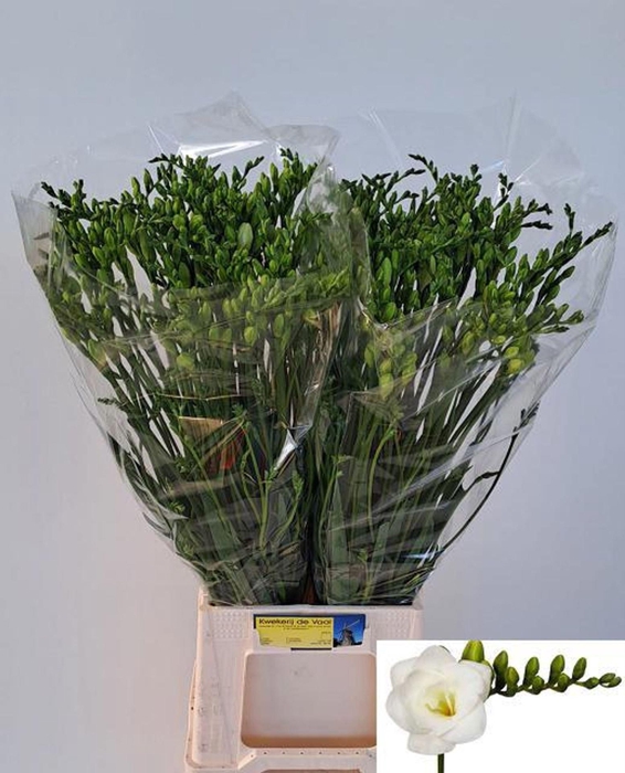 <h4>Freesia du Versailles</h4>