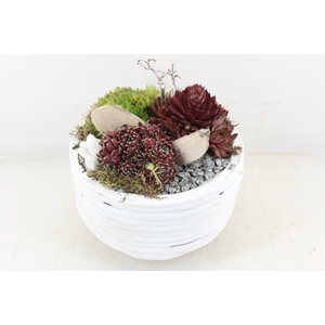 arr4 Semp MB - Hout rond L white x2