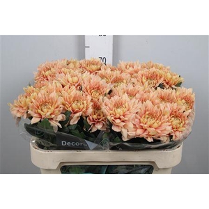 Chr G Kalimba Salmon