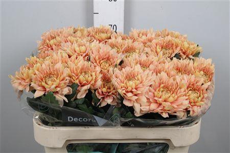 <h4>Chr G Kalimba Salmon</h4>