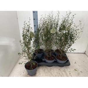 SOPHORA PR LITTLE BABY P15