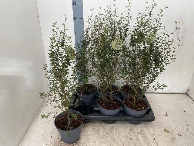 <h4>SOPHORA PR LITTLE BABY P15</h4>