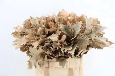 <h4>Quercus rubra   ...colored H%</h4>