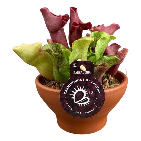 <h4>Sarracenia mix in 16 cm terracotta schaal 2 pp</h4>