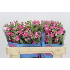 Oxypetalum Bridal Diana