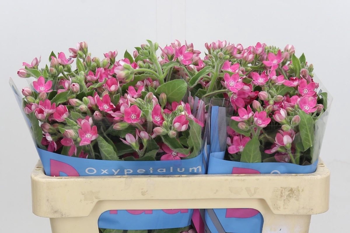 Oxypetalum Bridal Diana