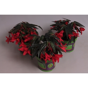Begonia Hang Scarlet rose